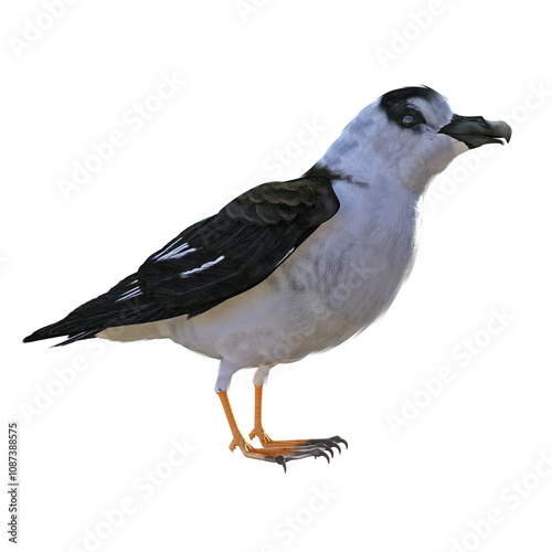 A side view of a black-capped petrel bird, Pterodroma hasitata, also known as the diablotin, standing with folded wings. 3D illustration on transparent background. 