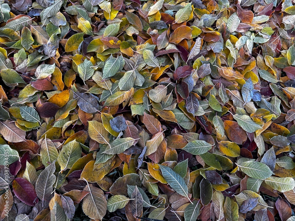 Autumn background of yellow leaves. Yellowed leaves have flown from the tree Autumn background of yellow leaves. Yellowed leaves have flown from the tree