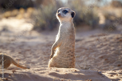 Konstfotografi Cute meerkat in a burrow in Kalahari desert, South Africa