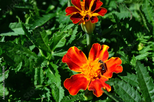 a bee is on the flower in the grass