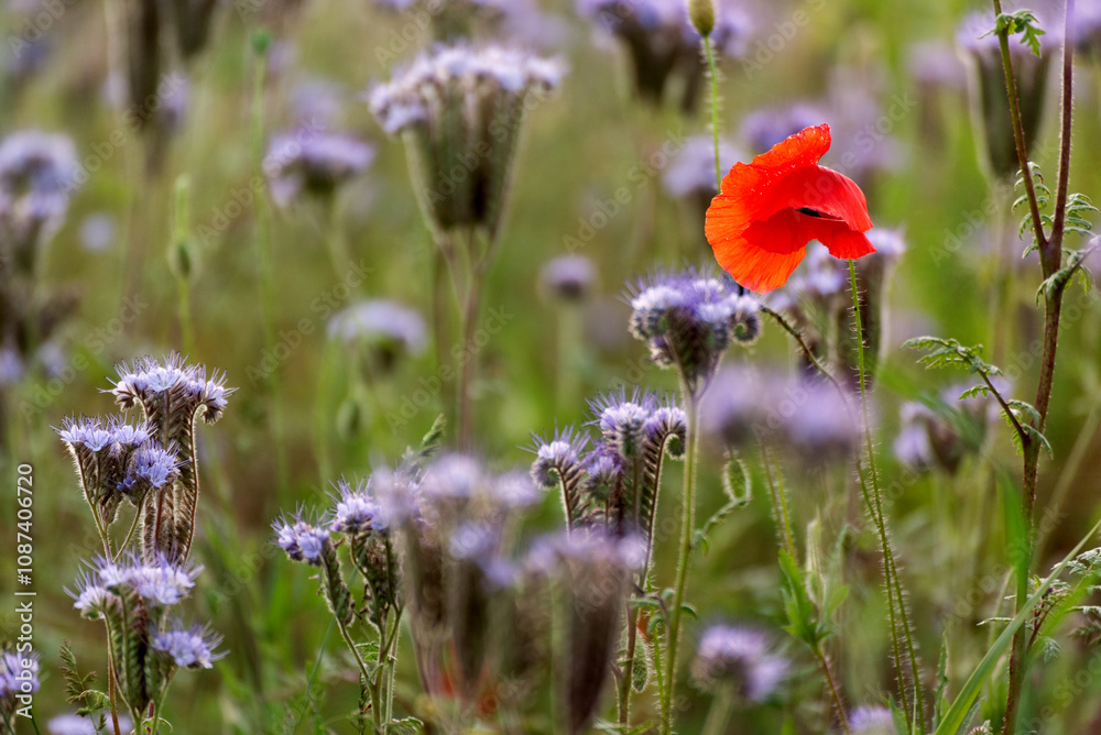 field of poppies