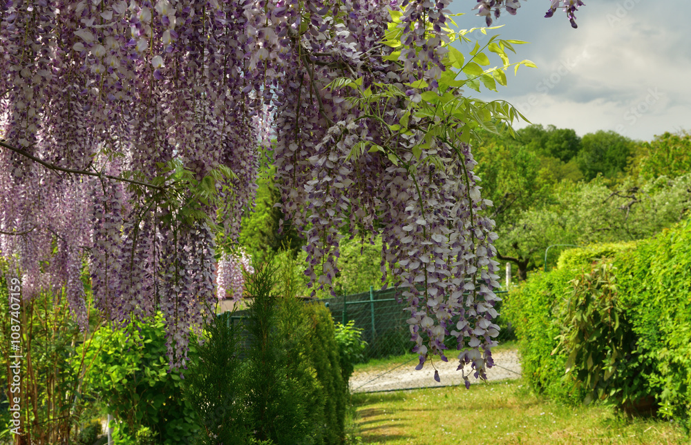 The wisteria flower blooms in spring in the garden near the house
