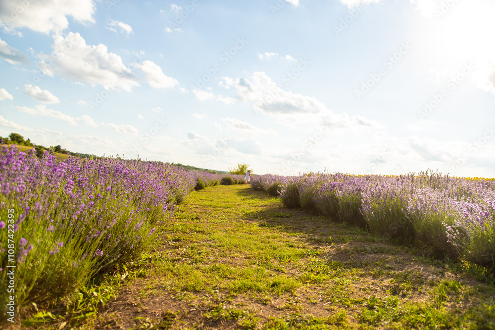 Fototapeta premium Child girl in lavender field. Selective focus.