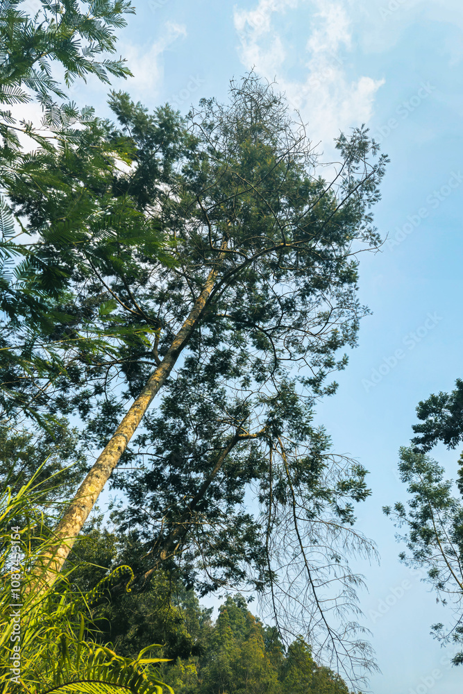 Fototapeta premium The vast hilly area is a tropical forest dominated by lush trees. This green hilly area with several fallen or broken trees due to wind and lightning was photographed on a clear day