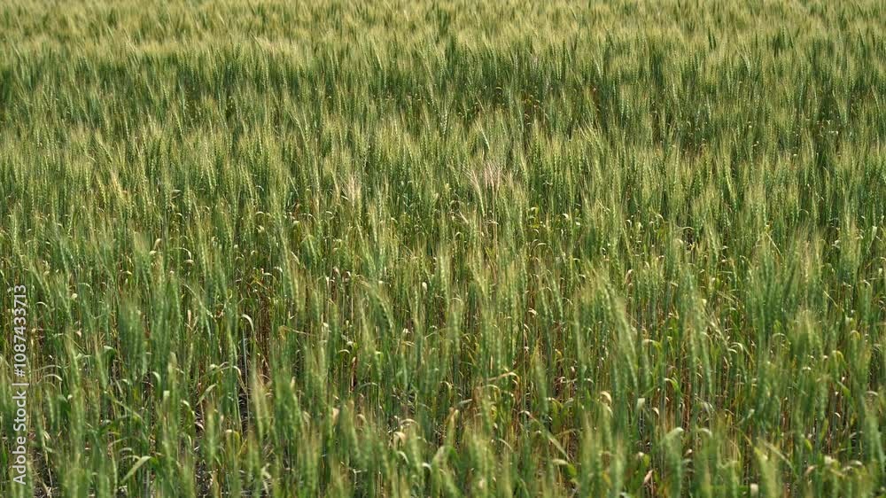 A green wheat field with the grain heads moving slowly in the wind. Focus midground
A green wheat field with the grain heads moving slowly in the wind. Focus midground