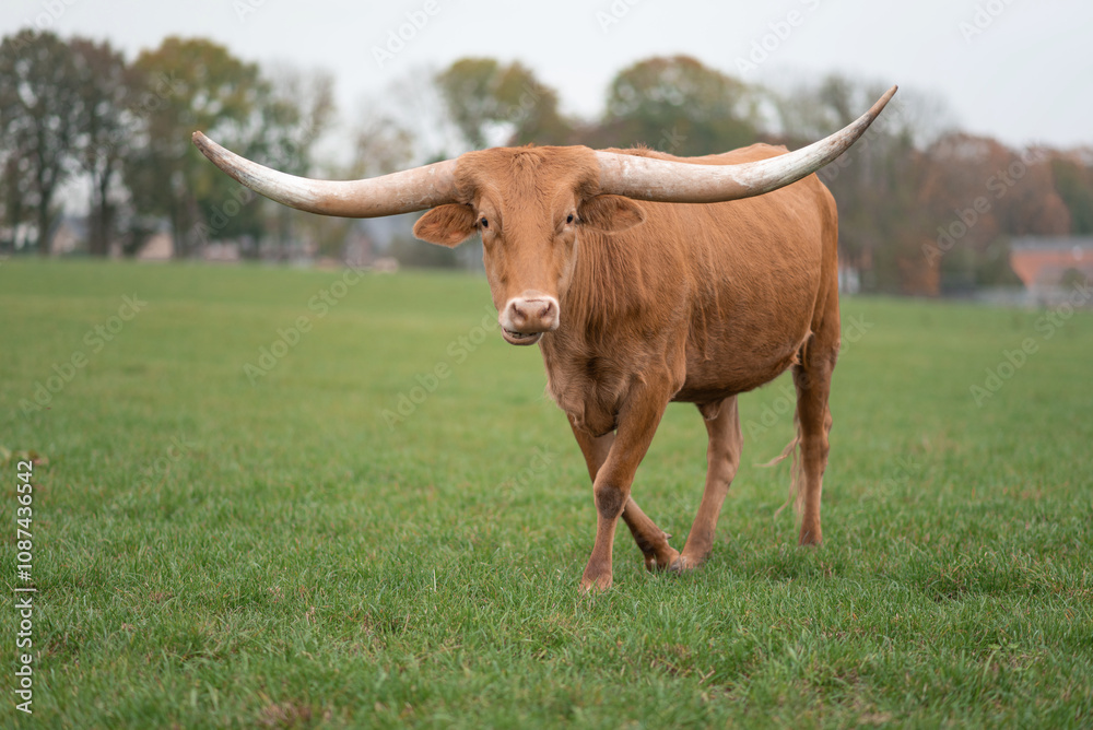 A Texas Longhorn stands in a green grassy field in Germany, gazing directly into the camera. A Texas Longhorn stands in a green grassy field in Germany, gazing directly into the camera.