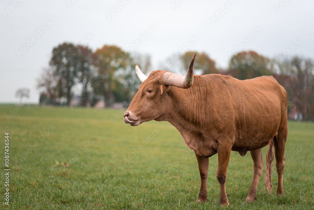 A Texas Longhorn stands in a green grassy field in Germany, gazing directly into the camera. A Texas Longhorn stands in a green grassy field in Germany, gazing directly into the camera.