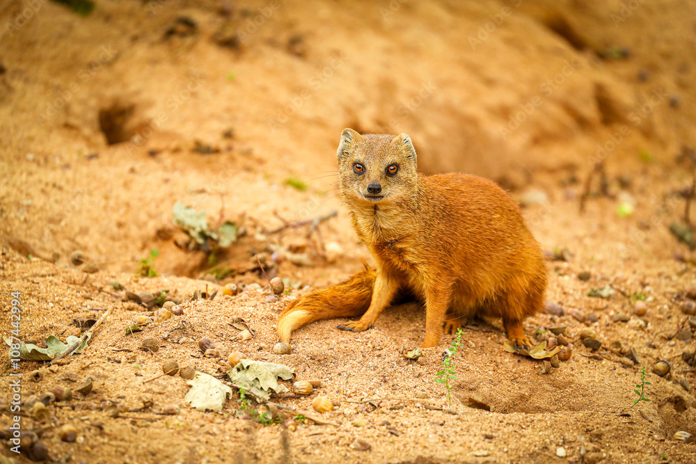 Fototapeta premium Yellow mongoose