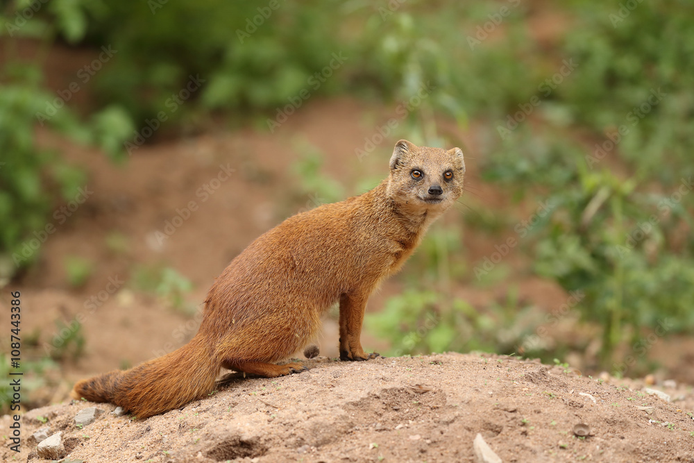 Naklejka premium Yellow mongoose