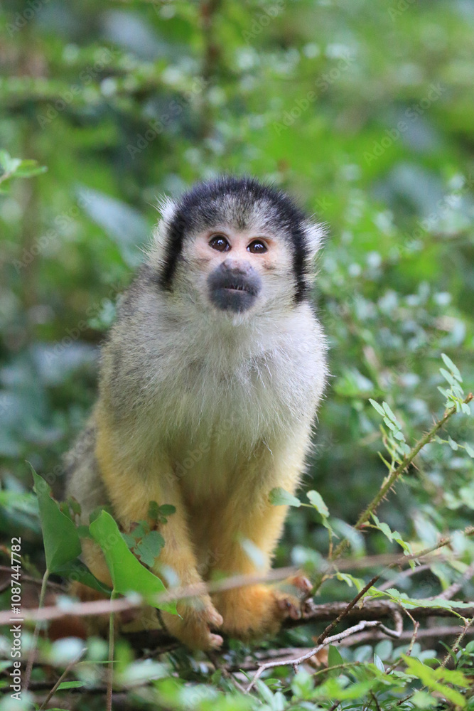 Inqusitive South American Black capped squirrel monkey (Saimiri boliviensis) in a tree Inqusitive South American Black capped squirrel monkey (Saimiri boliviensis) in a tree