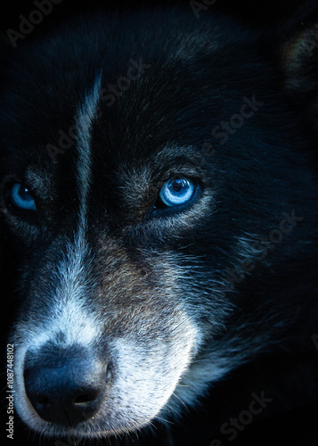 Sled dog Pasvik. His incredible power is visible at a glance! photo