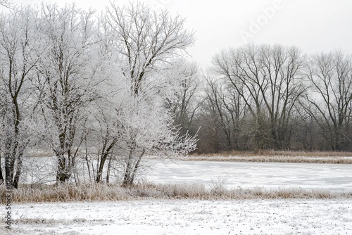 Wallpaper Mural Winter Wonderland: Frosty Trees and Snow-Covered Landscape Torontodigital.ca