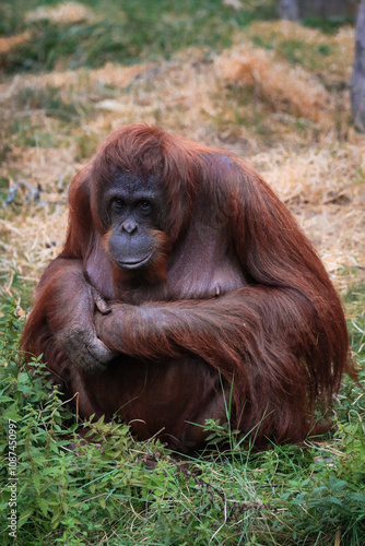 The Bornean orangutan (Pongo pygmaeus).