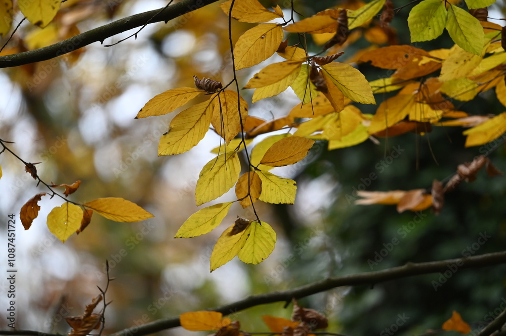 Obraz premium Arbres d'automne