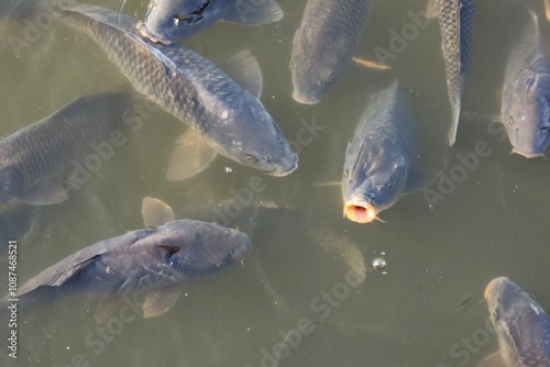 carps swim in dirty water. Pollution of the environment and water bodies. Animals are in danger. A flock of carps hoaling in turbid stagnant water. photo