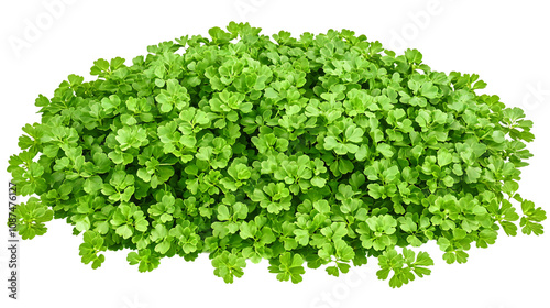 Lush green foliage, vibrant leaves, dense plant, natural texture, top view isolated on transparent or white background. Generative ai