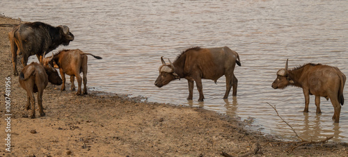 Obraz na płótnie Afrikanische Tiere Kaffernbüffel oder auch Afrikanischer Büffel Steppenbüffel genannt, am Wasserloch vom Krüger National Park - Kruger Nationalpark Südafrika w salonie