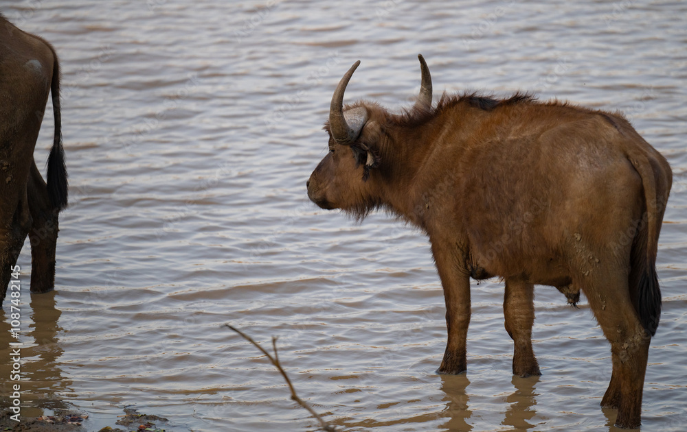 Afrikanische Tiere Kaffernbüffel oder auch Afrikanischer Büffel Steppenbüffel genannt, am Wasserloch vom Krüger National Park - Kruger Nationalpark Südafrika Afrikanische Tiere Kaffernbüffel oder auch Afrikanischer Büffel Steppenbüffel genannt, am Wasserloch vom Krüger National Park - Kruger Nationalpark Südafrika