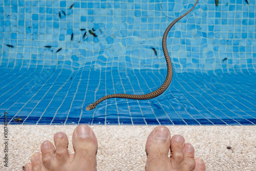 Fotografija A small baby snake swims in a pool looking for insects to feed on