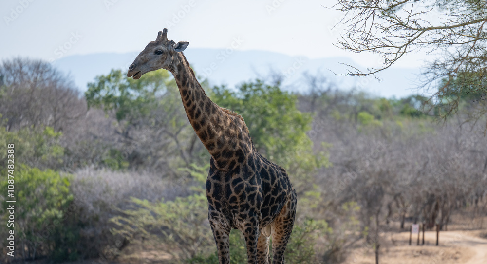 Afrikanische Tiere Giraffe im Busch vom Krüger National Park - Kruger Nationalpark Südafrika