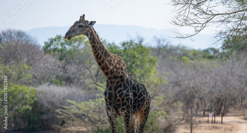 Obraz na płótnie Afrikanische Tiere Giraffe im Busch vom Krüger National Park - Kruger Nationalpark Südafrika w salonie