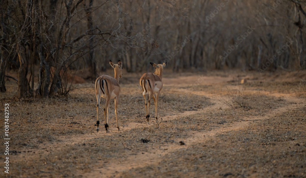 Afrikanische Tiere Impalas auch Schwarzfersenantilope oder Schwarznasenimpala genannt, im Busch vom Krüger National Park - Kruger Nationalpark Südafrika