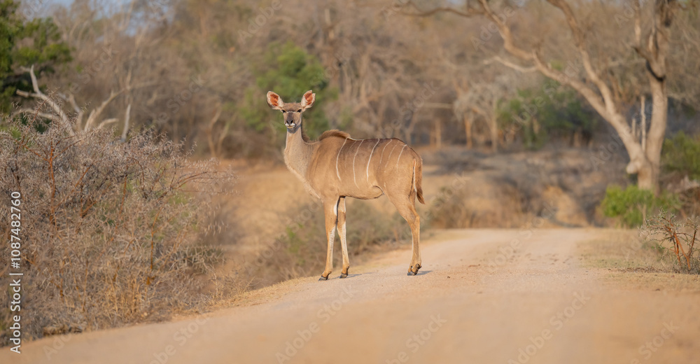 Afrikanische Tiere Weiblicher groß Kudu im Krüger National Park - Kruger Nationalpark Südafrika