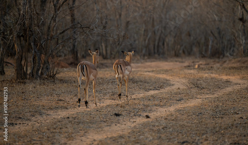 Obraz na płótnie Afrikanische Tiere Impalas auch Schwarzfersenantilope oder Schwarznasenimpala genannt, im Busch vom Krüger National Park - Kruger Nationalpark Südafrika w salonie