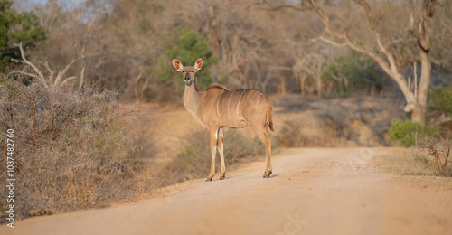 Obraz na płótnie Afrikanische Tiere Weiblicher groß Kudu im Krüger National Park - Kruger Nationalpark Südafrika w salonie