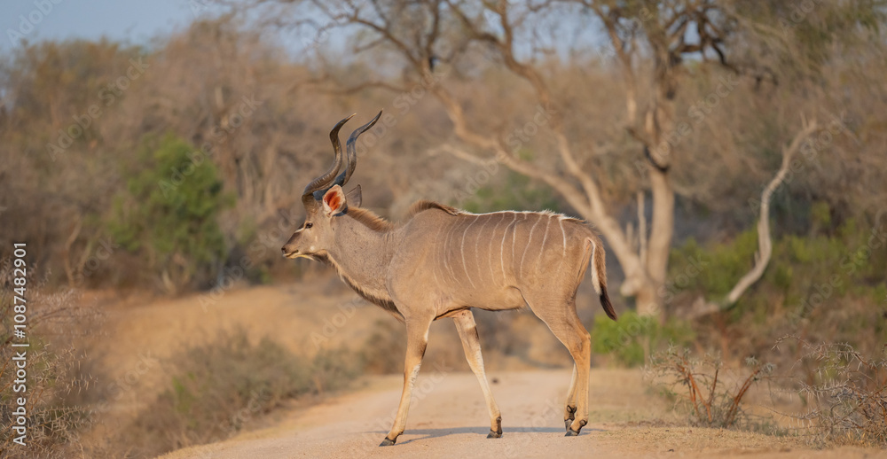 Afrikanische Tiere Männlicher groß Kudu Strepsiceros im Krüger National Park - Kruger Nationalpark Südafrika