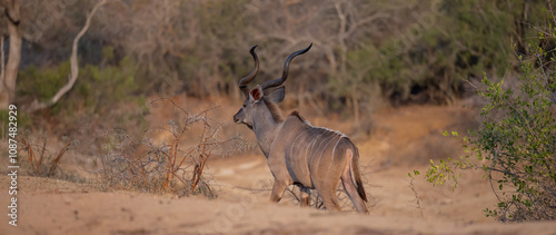 Fototapeta Naklejka Na Ścianę i Meble -  Afrikanische Tiere Männlicher groß Kudu Strepsiceros im Krüger National Park - Kruger Nationalpark Südafrika
