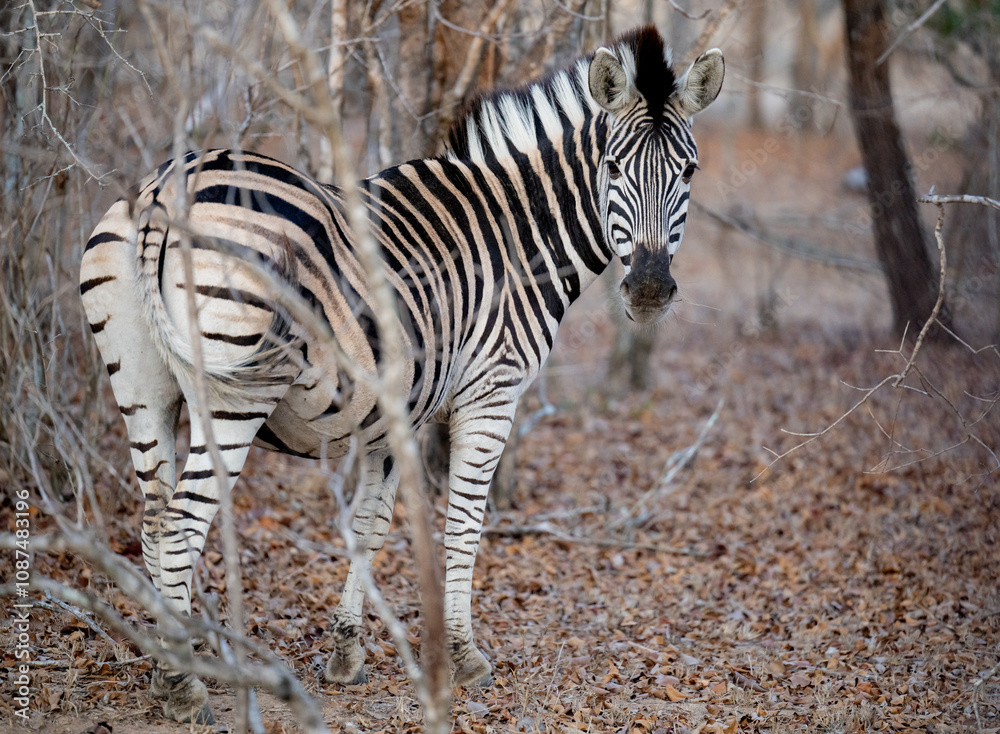 Afrikanische Tiere Steppenzebra im Busch vom Krüger National Park - Kruger Nationalpark Südafrika