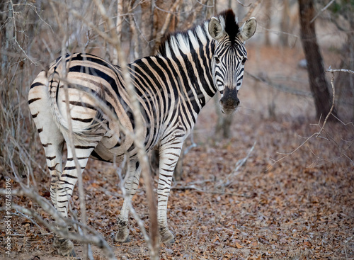 Obraz na płótnie Afrikanische Tiere Steppenzebra im Busch vom Krüger National Park - Kruger Nationalpark Südafrika w salonie