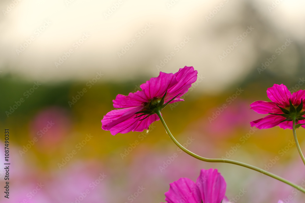 Pink Cosmos in Gentle Evening Light Pink Cosmos in Gentle Evening Light