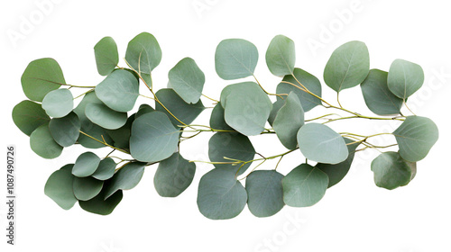 Top view of Green eucalyptus branch leaves floral isolated on transparent background