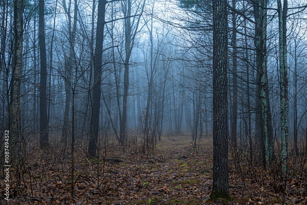 Fototapeta premium Misty Forest: A Serene Path Through Foggy Trees