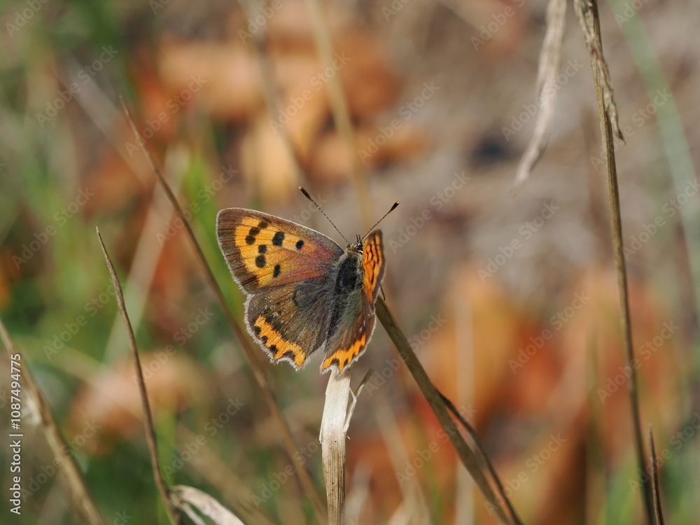 Czerwończyk żarek (Lycaena phlaeas) wśród traw