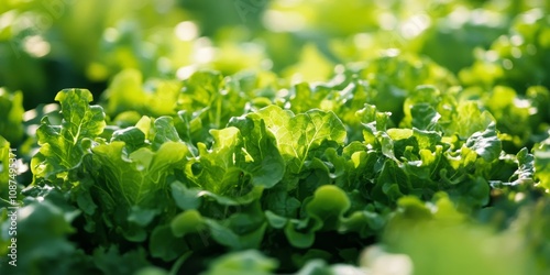 Fresh green lettuce thrives in the garden, showcasing the beauty of plant life. This image captures the essence of green lettuce growing in a vibrant vegetable garden.