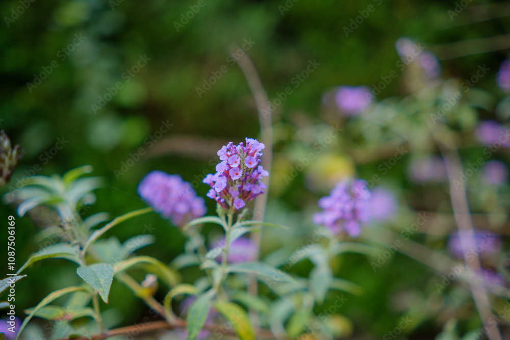 Purple Flowers in Bloom with Soft Green Background Purple Flowers in Bloom with Soft Green Background
