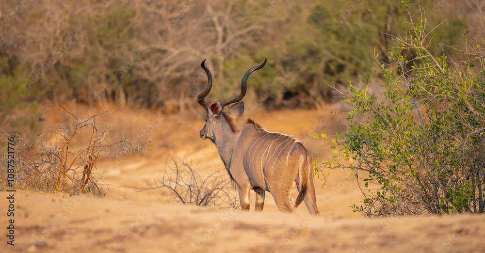 Naklejka premium Afrikanische Tiere Männlicher groß Kudu Strepsiceros im Krüger National Park - Kruger Nationalpark Südafrika