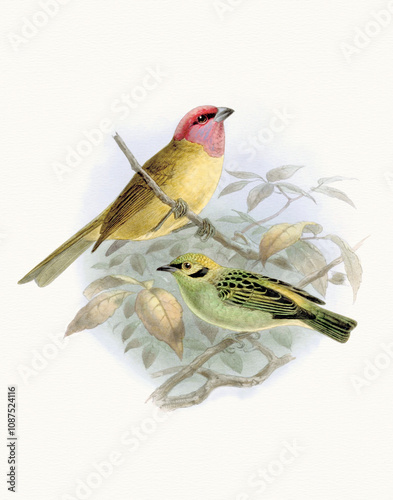 Bird illustration with classic inspiration. Digital watercolor on a cream textured paper background. Elegant design, perfect for sophisticated projects.