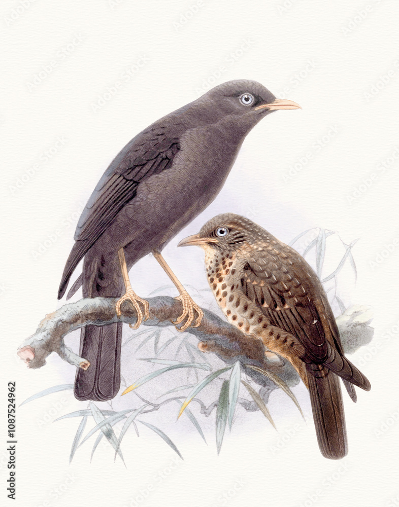 Bird illustration with classic inspiration. Digital watercolor on a cream textured paper background. Elegant design, perfect for sophisticated projects. Bird illustration with classic inspiration. Digital watercolor on a cream textured paper background. Elegant design, perfect for sophisticated projects.