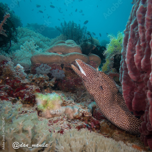 A White Mouth Moray Eel or Gymnothorax meleagris looking out from a hole at a scuba dive in Puerto Galera, Philippines photo