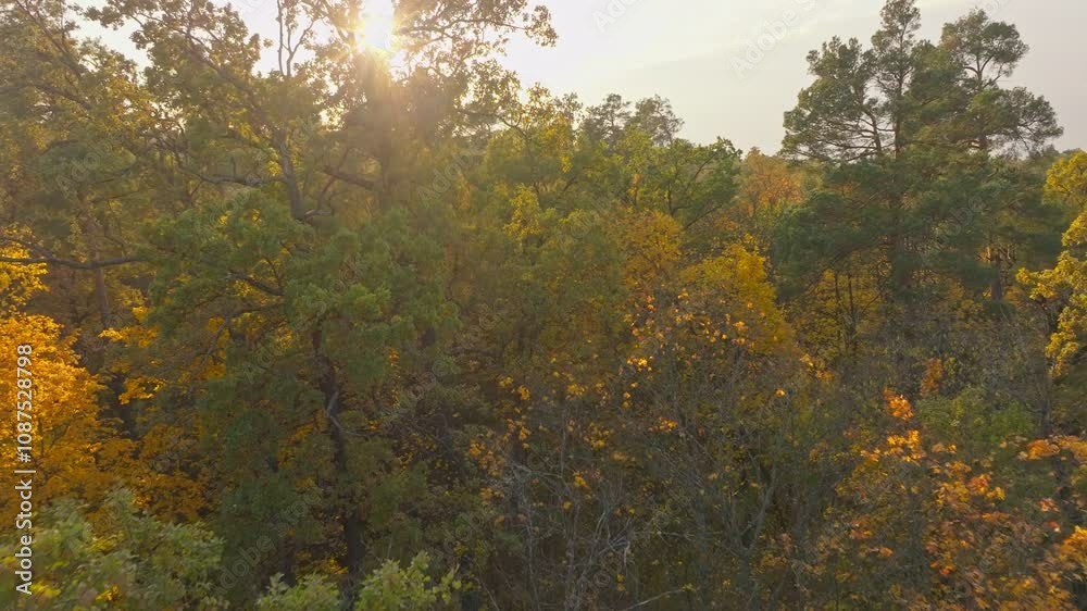 Autumn forest tree nature yellow magic branch leaves view drone Autumn forest tree nature yellow magic branch leaves view drone