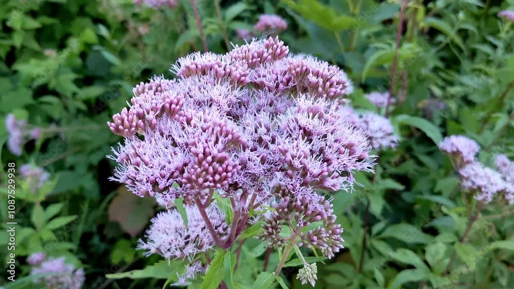 beautiful flowers in the garden