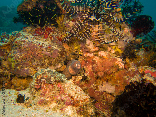 A Yellowmargin Moray Eel or Gymnothorax flavimarginatus in a beautiful coral reef in Puerto Galera, Philippines photo