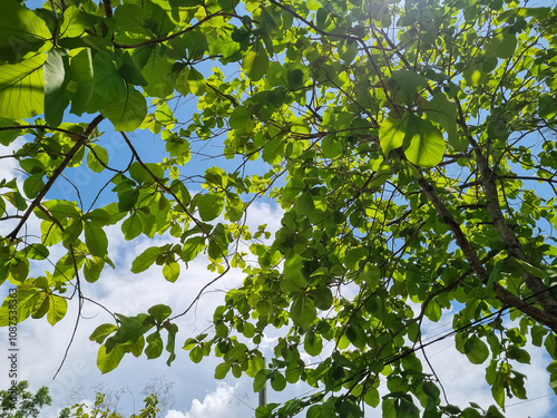 leaf, nature, growth, blue, sky, summer, freshness, outdoors, sunlight, environment, plant, bright, tree, agriculture, horizontal, photography, vibrant, beauty, day, season, peaceful, color image, fol