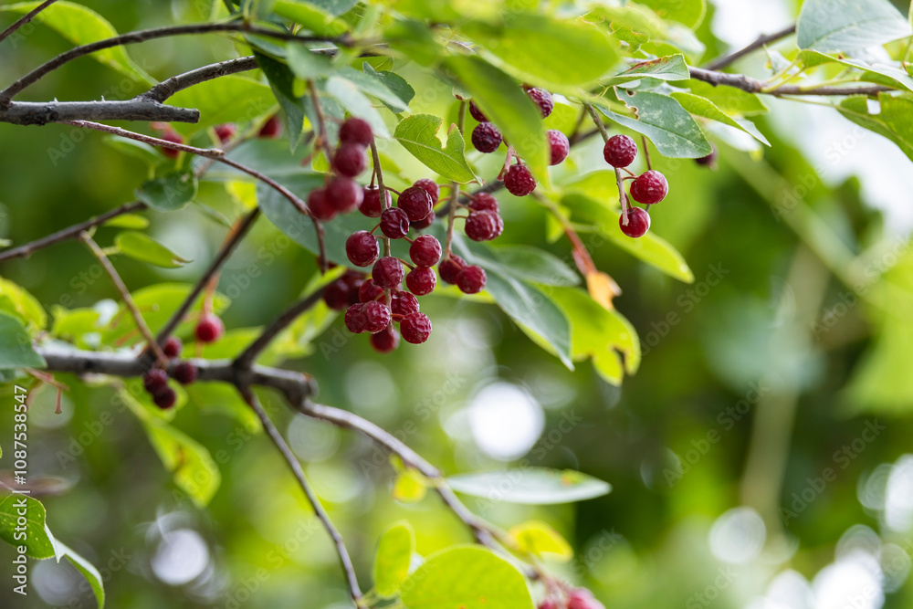 Bird cherry berries on tree branches. Bird cherry berries on tree branches.