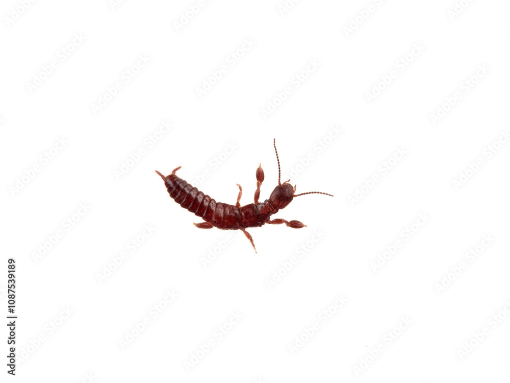 Fototapeta premium Webspinner on a white background. Embioptera, also known as Embiidina. 