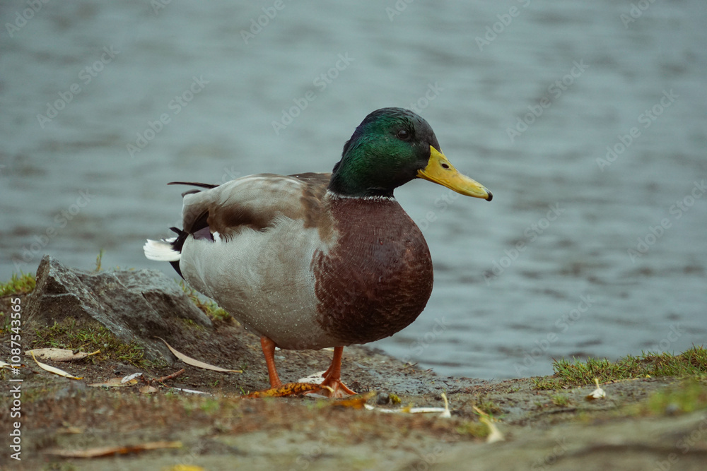 Close up of a duck Close up of a duck